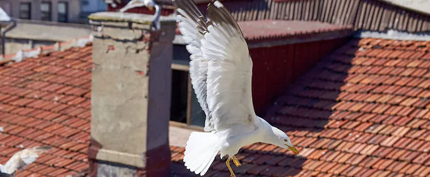 Residential Chimney Animal Removal Solution in Dixon, IL