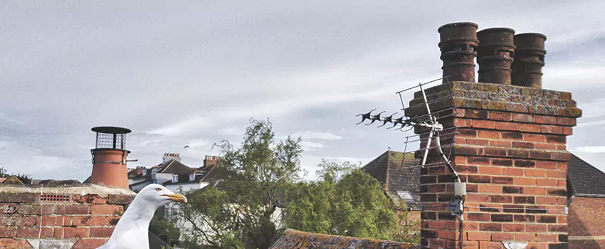 Chimney Cleaning And Restoration in Dixon, Illinois